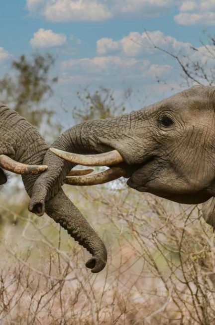 Rencontres sauvages : À la découverte des éléphants du Zimbabwe