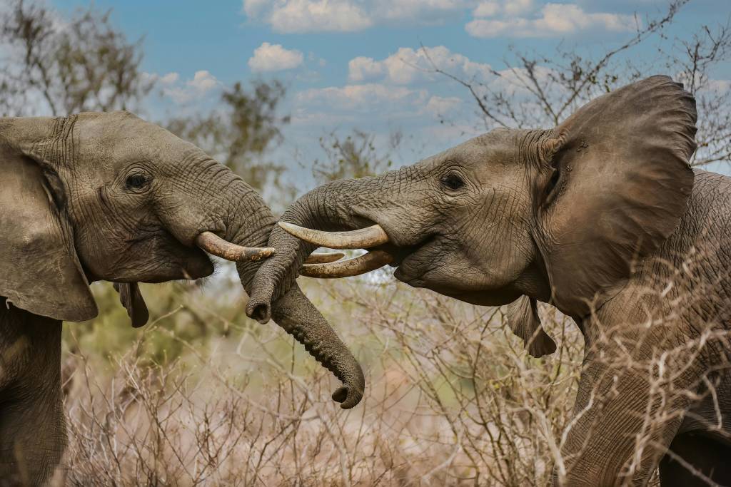 Rencontres sauvages : À la découverte des éléphants du Zimbabwe